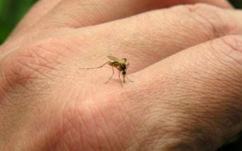 Lee más sobre el artículo Use repelente para prevenir picaduras de mosquitos