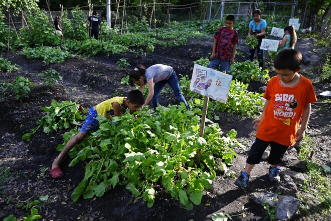 Lee más sobre el artículo Niños cultivan huertos para sobrevivir a la pandemia en El Salvador