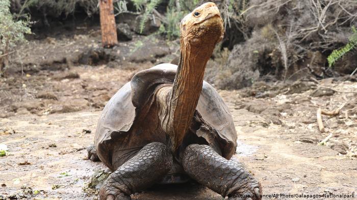 Lee más sobre el artículo Galápagos: 36 tortugas de San Cristóbal fueron devueltas a su hábitat natural