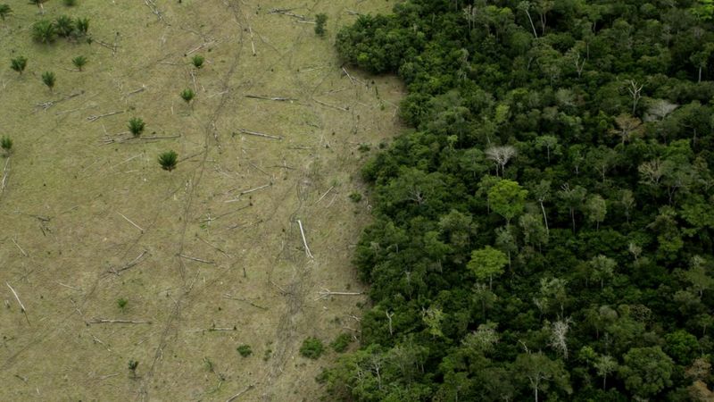 Lee más sobre el artículo Investigación de la BBC | Deforestación de la Amazonía: cómo se venden ilegalmente terrenos de la selva en Brasil a través de Facebook