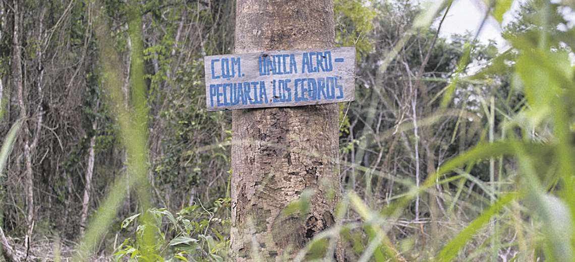 Lee más sobre el artículo Interculturales y campesinos afines al MAS son dueños de 24,8 millones de hectáreas de tierras