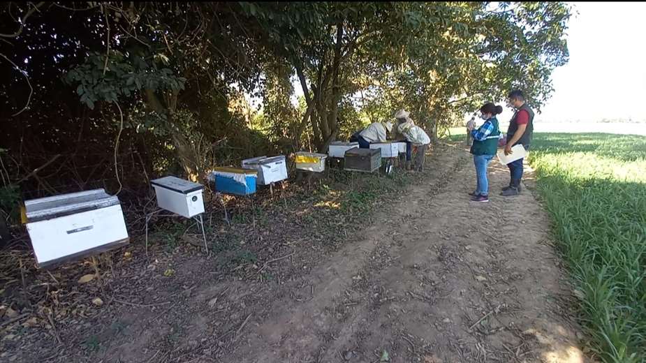 Lee más sobre el artículo Senasag espera resultados de laboratorio por la mortandad de abejas en Santa Cruz