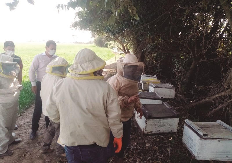 Lee más sobre el artículo Cementerio de abejas: punta del iceberg del impacto agroquímico