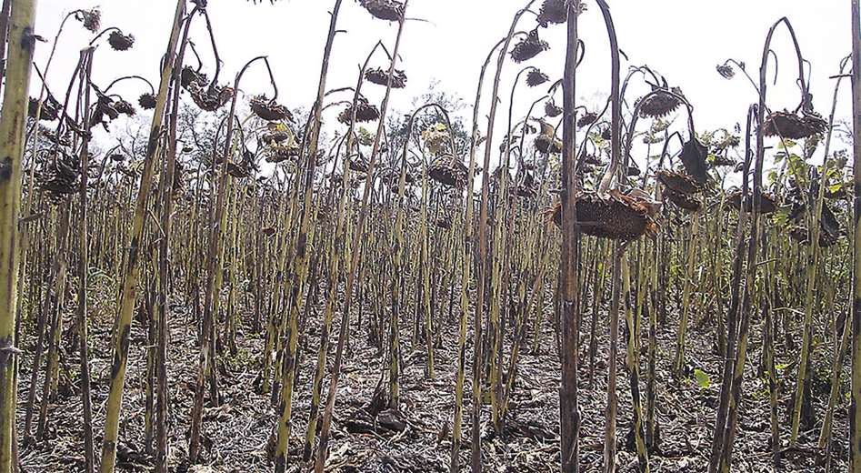 Lee más sobre el artículo El sector oleaginoso estima unas 350.000 hectáreas afectadas por sequía y heladas