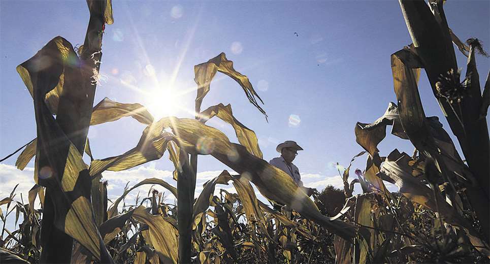 Lee más sobre el artículo Sequía y heladas afectan el 50% de la producción de granos en el Este