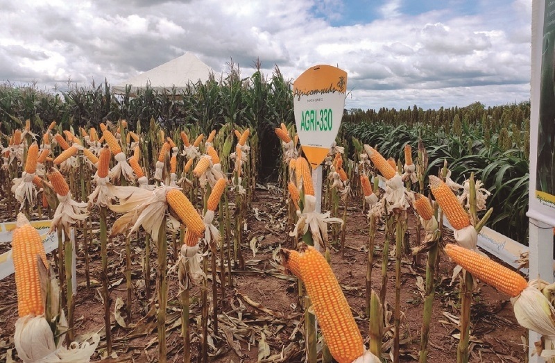 Lee más sobre el artículo Gobierno emite decreto para regular exportación de maíz, sorgo y azúcar