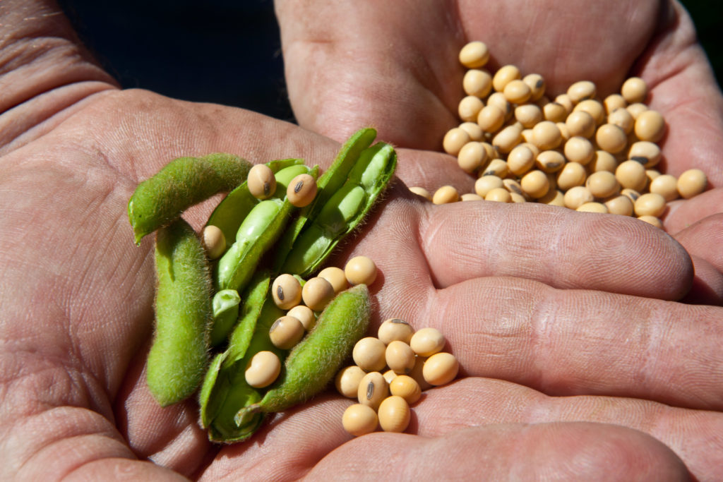 Lee más sobre el artículo Planta de soya procesará 327 toneladas abastecidas por 10.800 productores