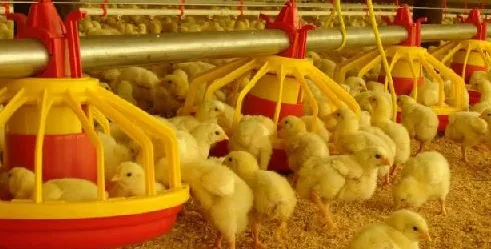 Lee más sobre el artículo Sector avícola estima un 15% de déficit en la producción de pollo terminado para Navidad y Año Nuevo