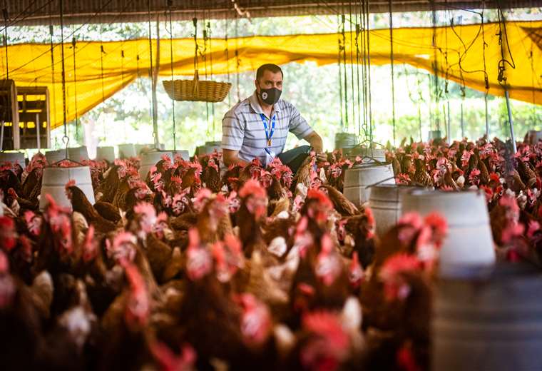 Lee más sobre el artículo Gobierno pide tranquilidad a la población y prepara normativa para la provisión interna de alimentos