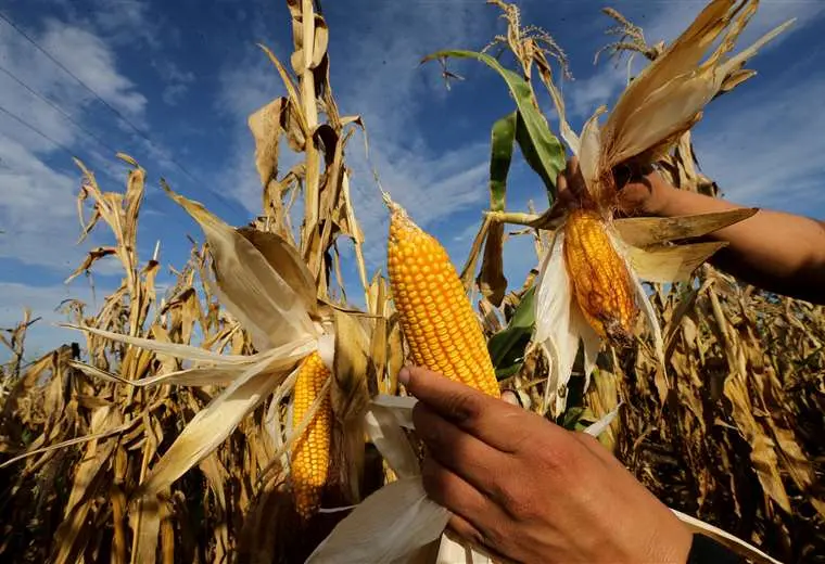 Lee más sobre el artículo Gobierno se abre a la biotecnología para proteger seguridad alimentaria