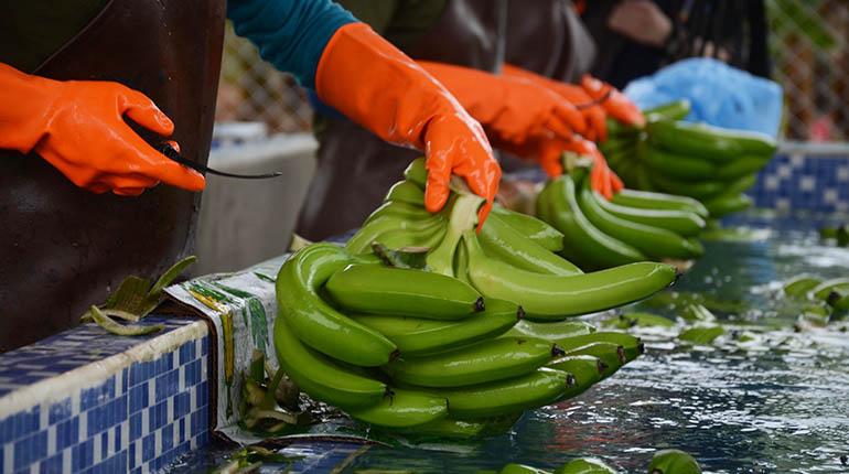 Lee más sobre el artículo Bolivia gestiona en Argentina pago de $us 7 MM por venta de banano
