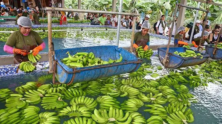 Lee más sobre el artículo Bananeros en emergencia por falta de pago de Argentina y falta de diésel en el Trópico